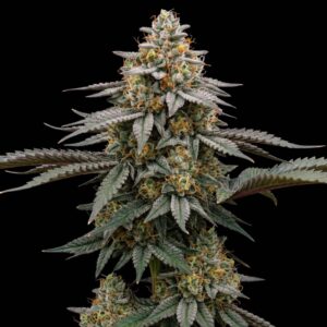 Critical OG Auto