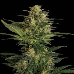 Deimos Auto