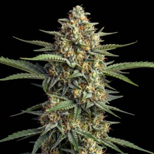 Devil Jack XL Auto