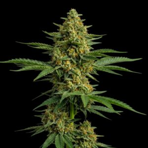 Dosed Hash Passion