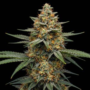Durban Poison Auto