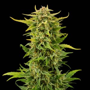 Fruit Auto