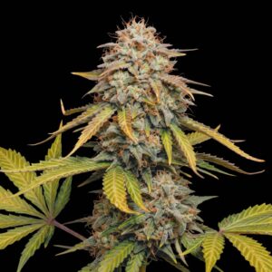 G13 Auto