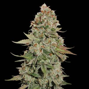 Gorilla Glue #4