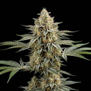 Jack Cookies Auto