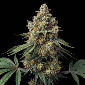 Lemon OG