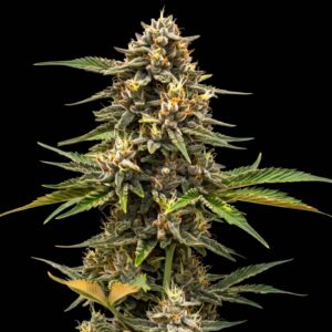 Mandarin Auto