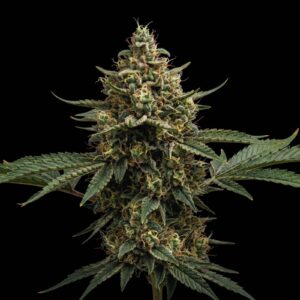 MK Ultra