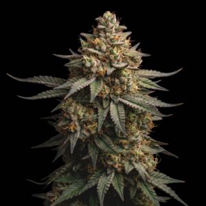 Moby Dick Auto
