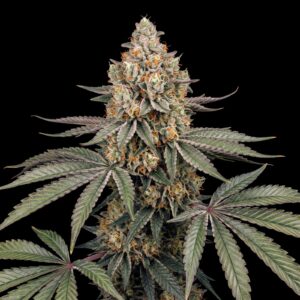Moby´s Somango