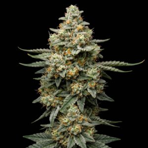 OG Kush Regular