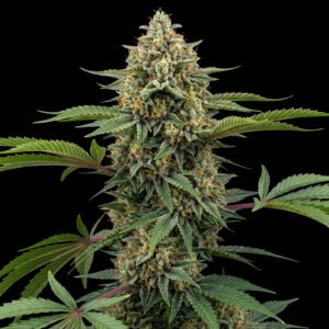 Pineapple Express