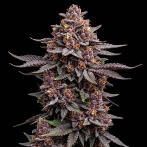 Purple Haze Auto