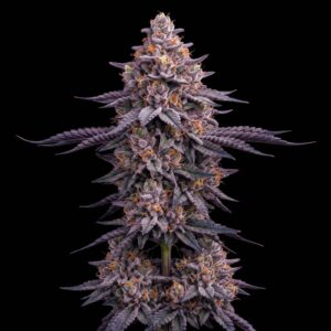 Purple Master Kush