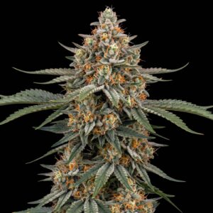 Strawberry Pie Auto