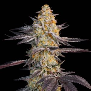 Super Lemon Haze
