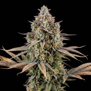 Sweet Afghan Auto