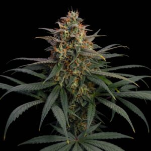 Sweet Berry Cough Auto