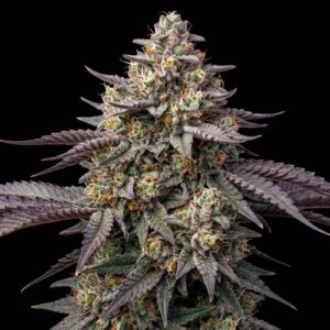 White Caramel CBD