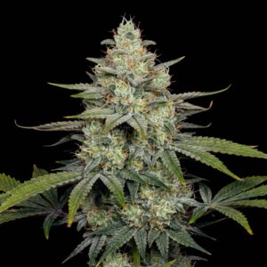 Cheese CBD