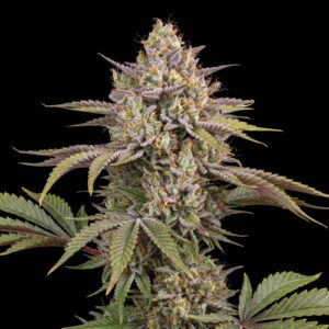 San Fernando Valley OG