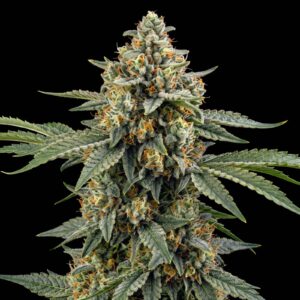 Skunk #1