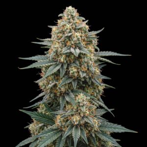 Slurricane