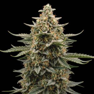 Somango