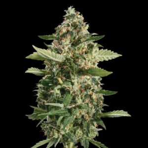 Sour Diesel Auto