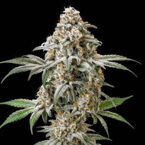 Super Silver Haze Auto