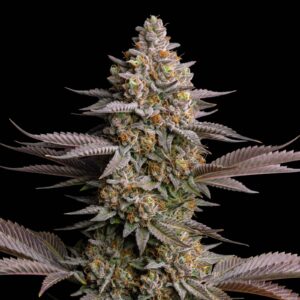 Tropicanna Cookies Fast Version