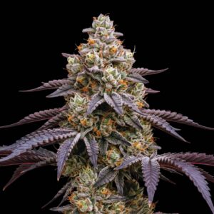 Wedding Gelato