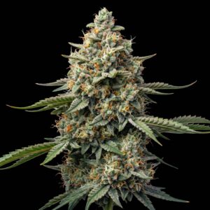 Wedding Glue Auto