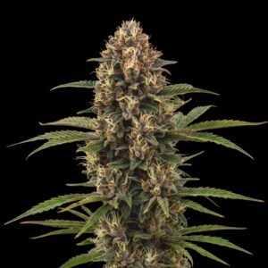 White Russian