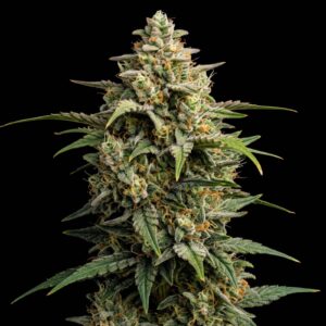 Zkittlez Auto